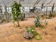 Dioscorea elephantipes
