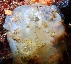 Ascidiella aspersa