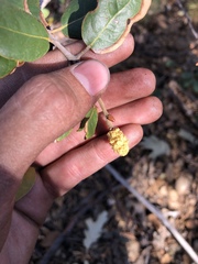 Heteroecus melanoderma