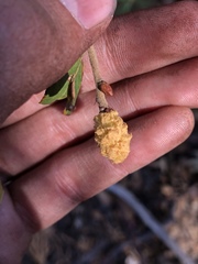 Heteroecus melanoderma