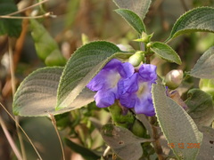 Strobilanthes callosa