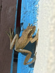 Polypedates maculatus