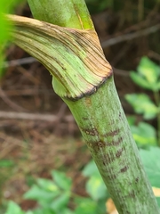 Laserpitium latifolium