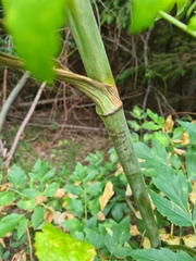 Laserpitium latifolium