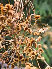 Laserpitium latifolium