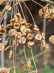 Laserpitium latifolium