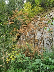 Laserpitium latifolium