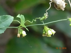 Solena amplexicaulis