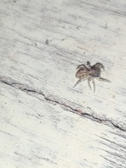Salticidae