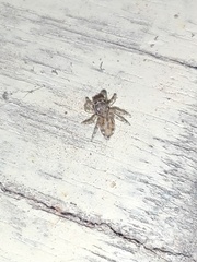 Salticidae
