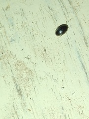 Coleoptera