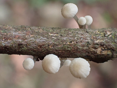 Roridomyces