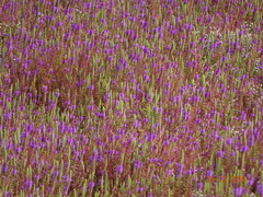 Pogostemon deccanensis