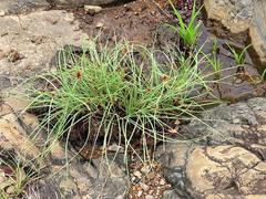 Cyperus rupestris rupestris
