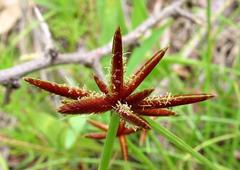 Cyperus rupestris rupestris