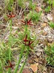 Cyperus rupestris rupestris