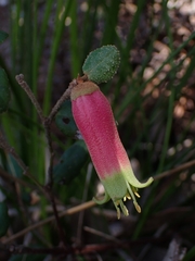 Correa reflexa speciosa