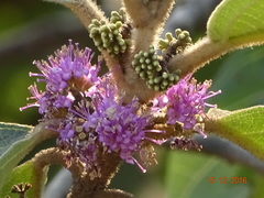 Callicarpa tomentosa