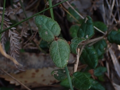 Correa reflexa speciosa