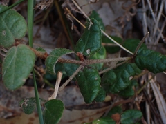 Correa reflexa speciosa