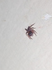 Salticidae