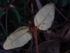 Correa reflexa speciosa