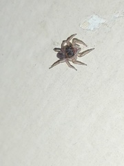 Salticidae