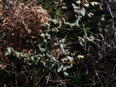 Correa reflexa speciosa