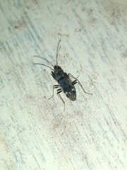 Horridipamera nietneri