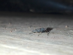 Horridipamera nietneri