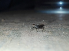 Horridipamera nietneri