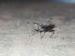 Horridipamera nietneri