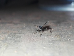 Horridipamera nietneri