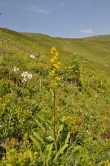Solidago virgaurea virgaurea