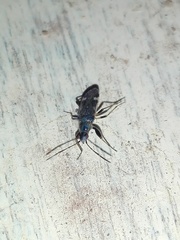 Horridipamera nietneri