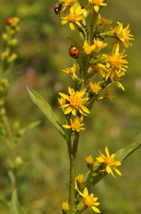 Solidago virgaurea virgaurea