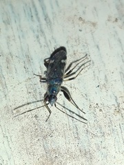 Horridipamera nietneri