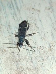 Horridipamera nietneri