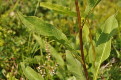 Solidago virgaurea virgaurea