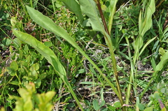 Solidago virgaurea virgaurea
