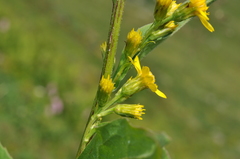 Solidago virgaurea virgaurea