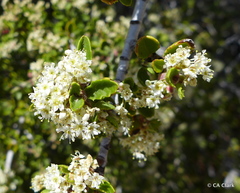 Ceanothus perplexans