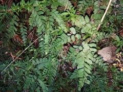 Adiantum cunninghamii