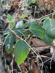 Vincetoxicum barbatum