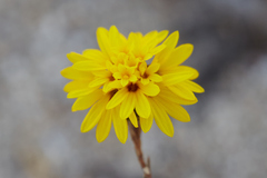 Lessingia pectinata pectinata