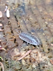 Oniscus asellus