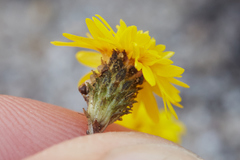 Lessingia pectinata pectinata
