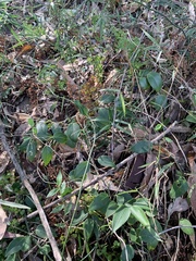 Vincetoxicum barbatum