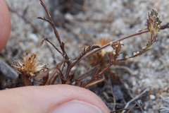 Lessingia pectinata pectinata
