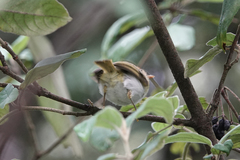 Abroscopus albogularis